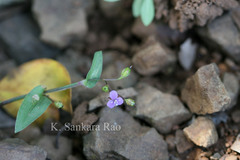 Murdannia spirata
